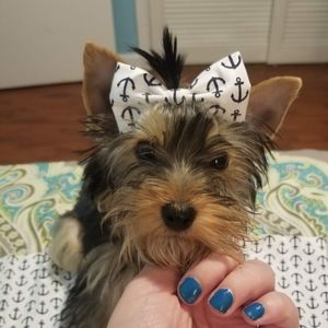 Fabric bows made to order!